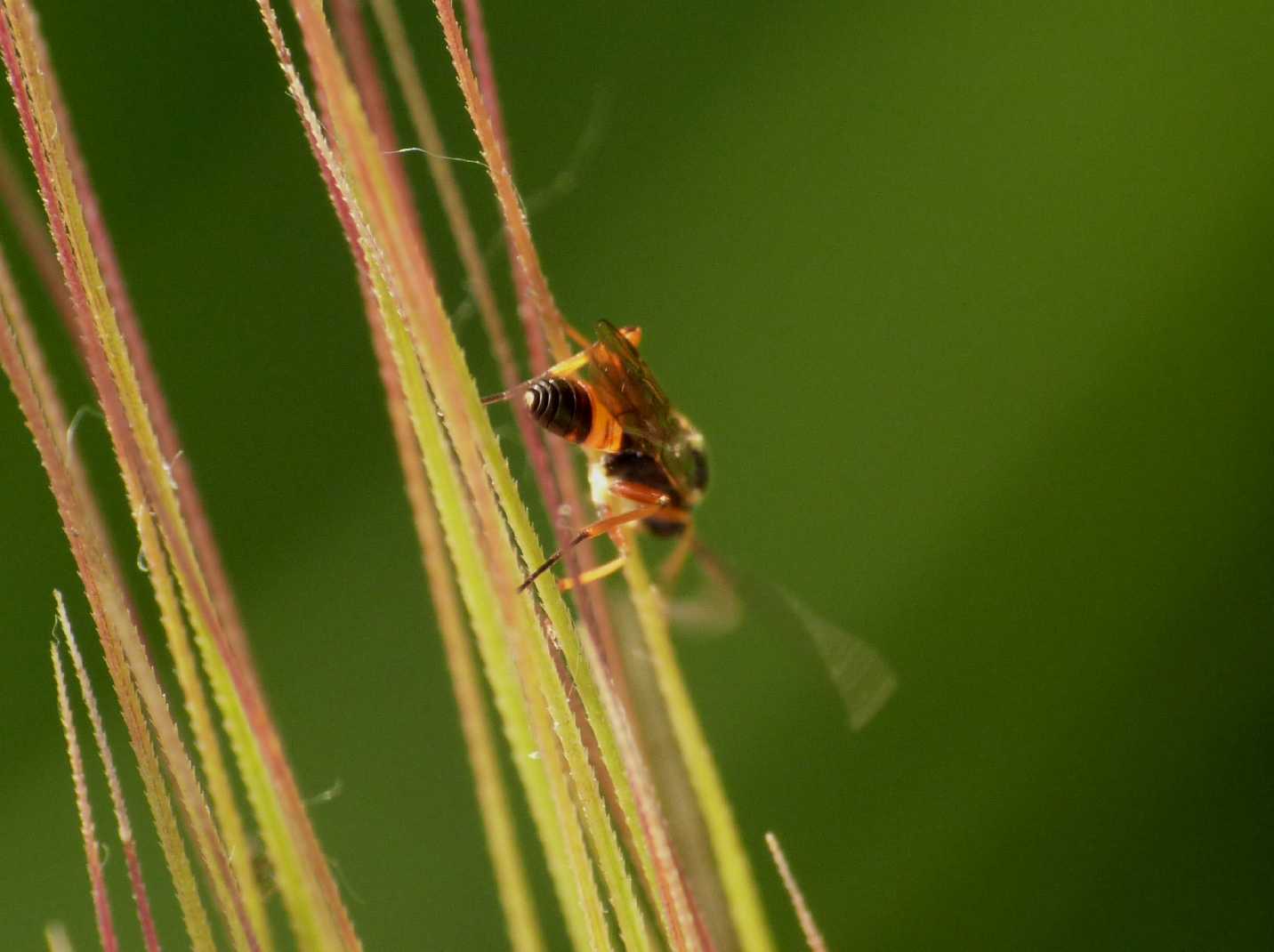 Piccolo Ichneumonidae